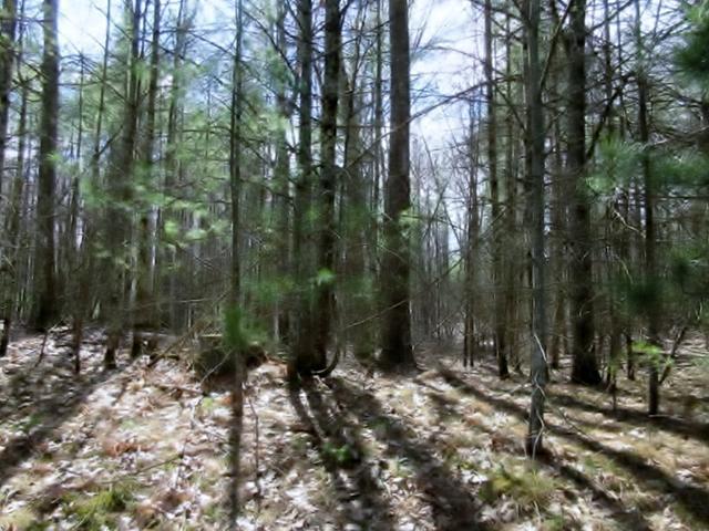 Lot 9 South Bay Road Manitowish Waters, WI 54545 - Photo 1 of 4 Gallery Image 1