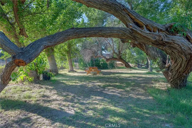 a view of a yard with a tree