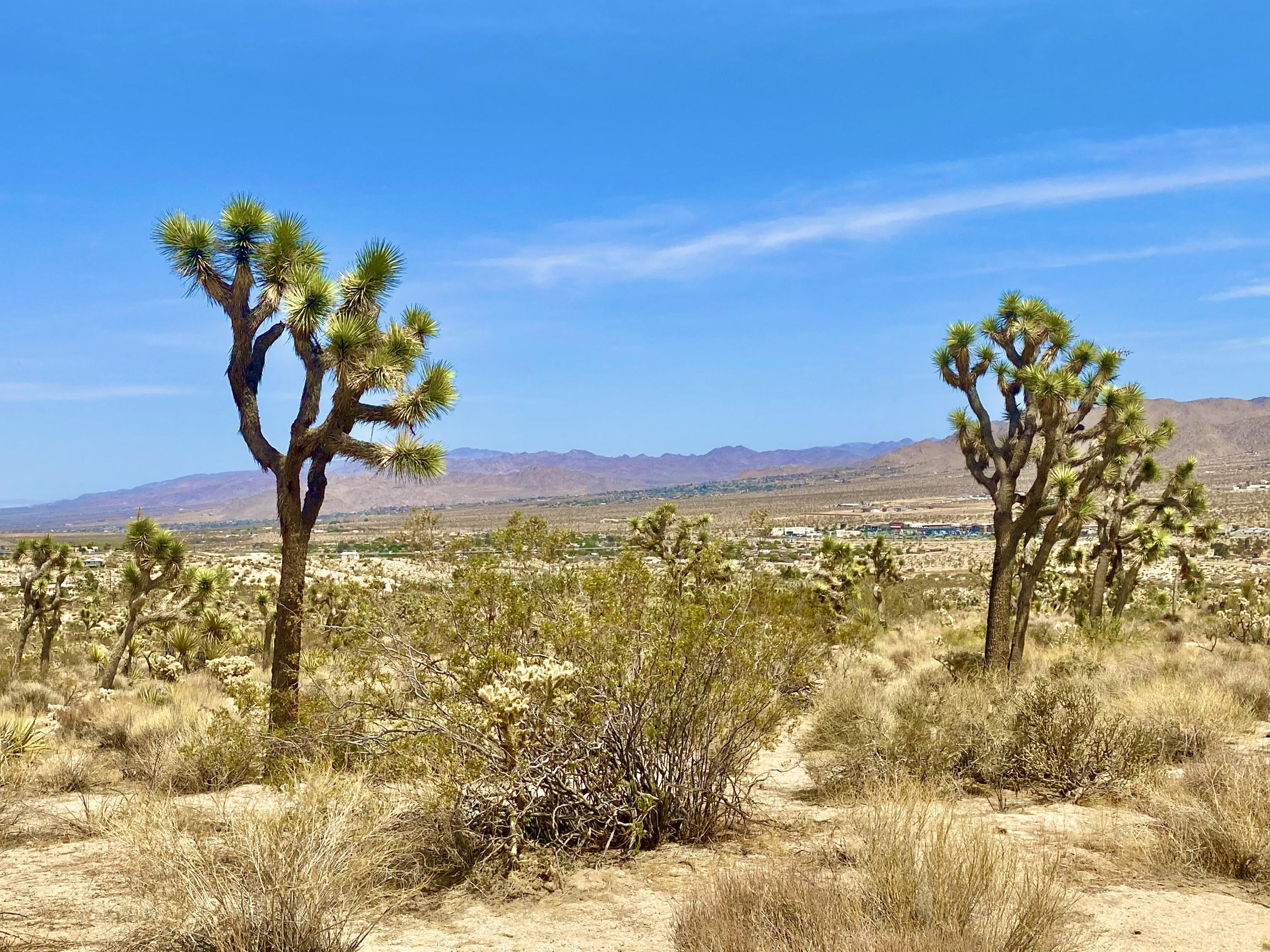 104 Bandera Road Yucca Valley, CA 92284 - Photo 22 of 48 IMG_3515