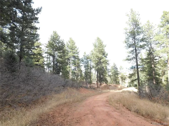 a view of a forest with trees in the background