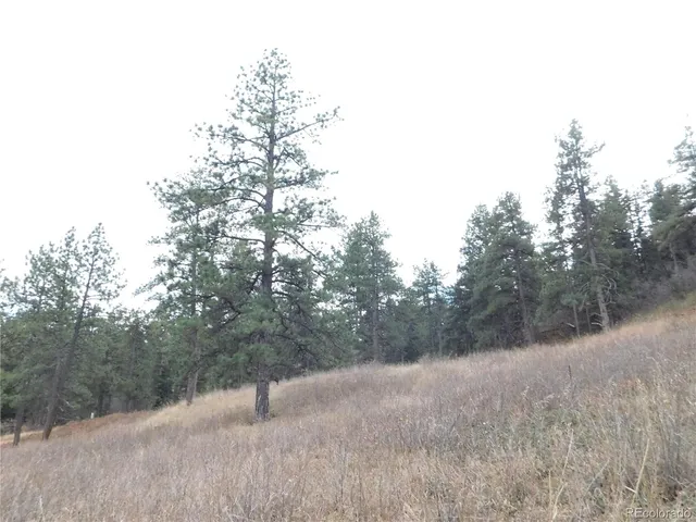 a view of a forest with trees in the background