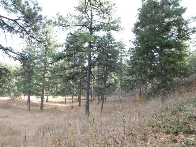 a view of a forest filled with trees