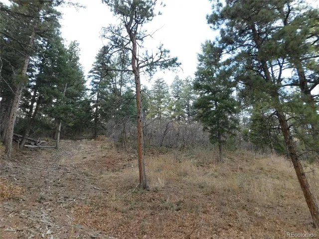 a view of a forest with trees in the background