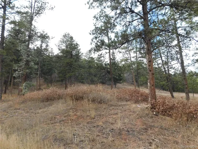 a view of a forest with trees in the background