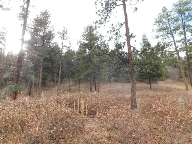 a view of a forest with trees in the background