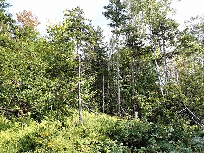 0 Braintree Hill Road Roxbury, VT 05669 - Photo 8 of 13