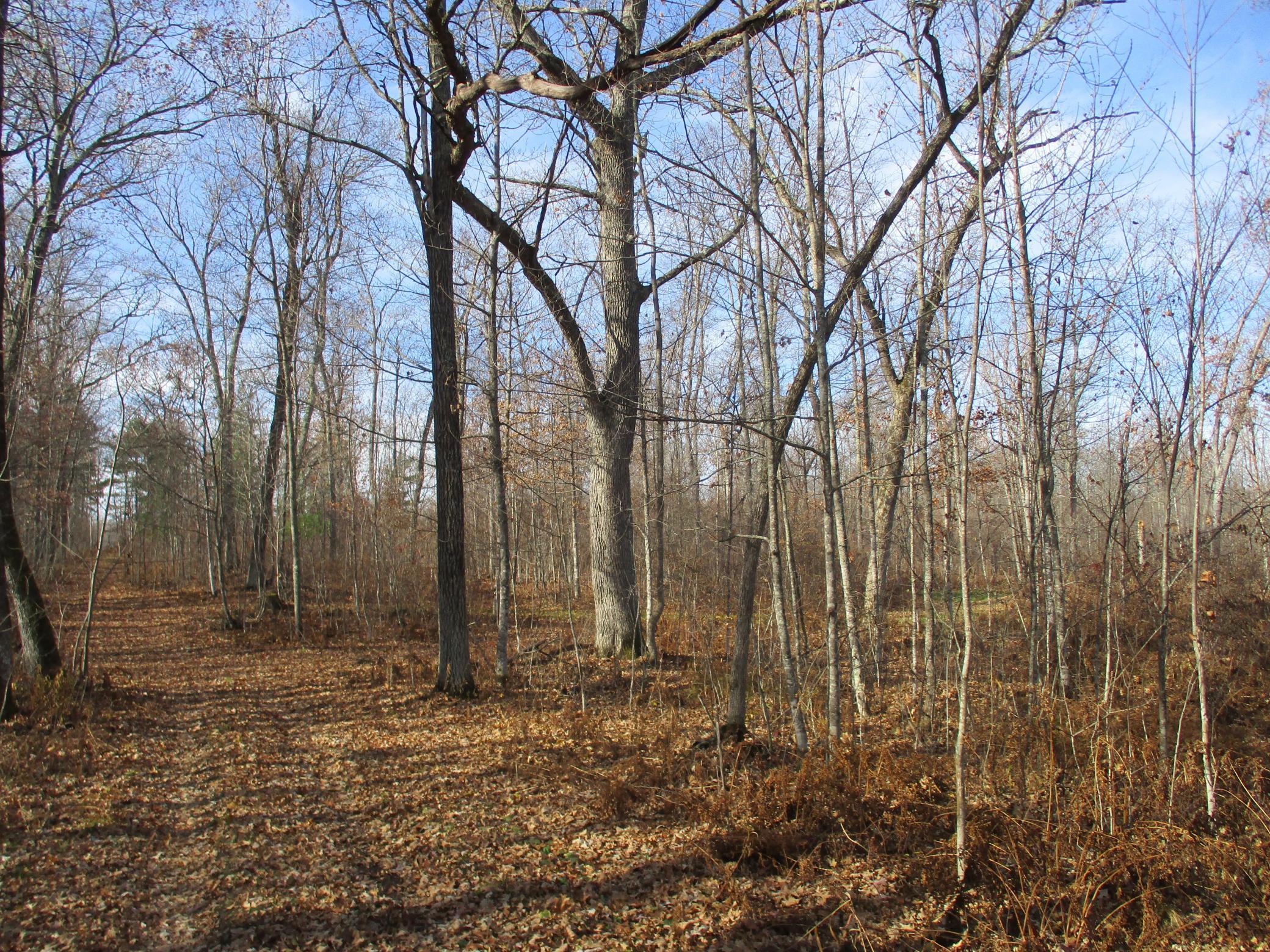 0 Say Hi Road Springbrook, WI 54875 - Photo 12 of 27