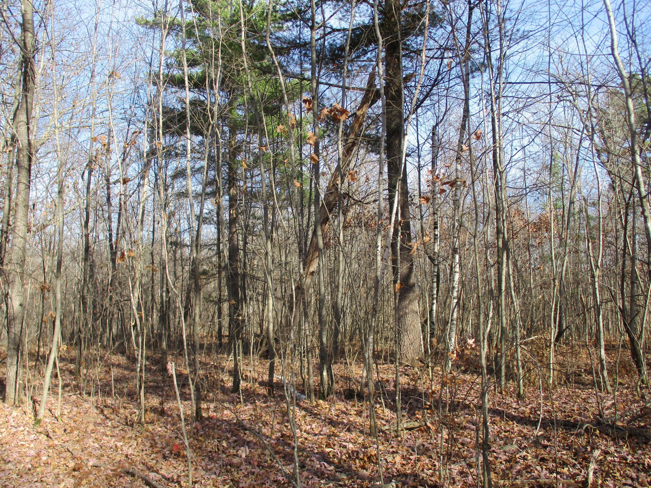 0 Say Hi Road Springbrook, WI 54875 - Photo 20 of 27