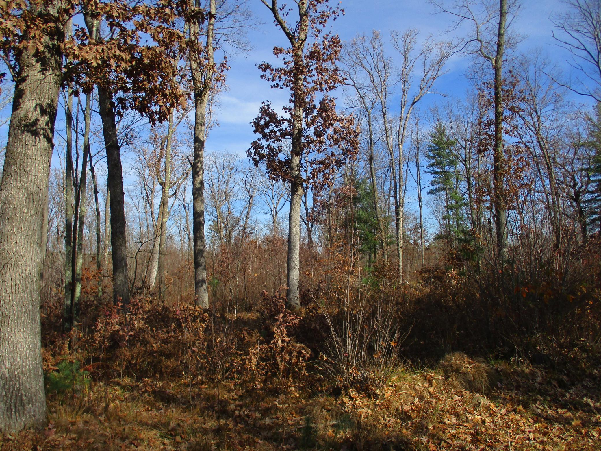 0 Say Hi Road Springbrook, WI 54875 - Photo 2 of 27