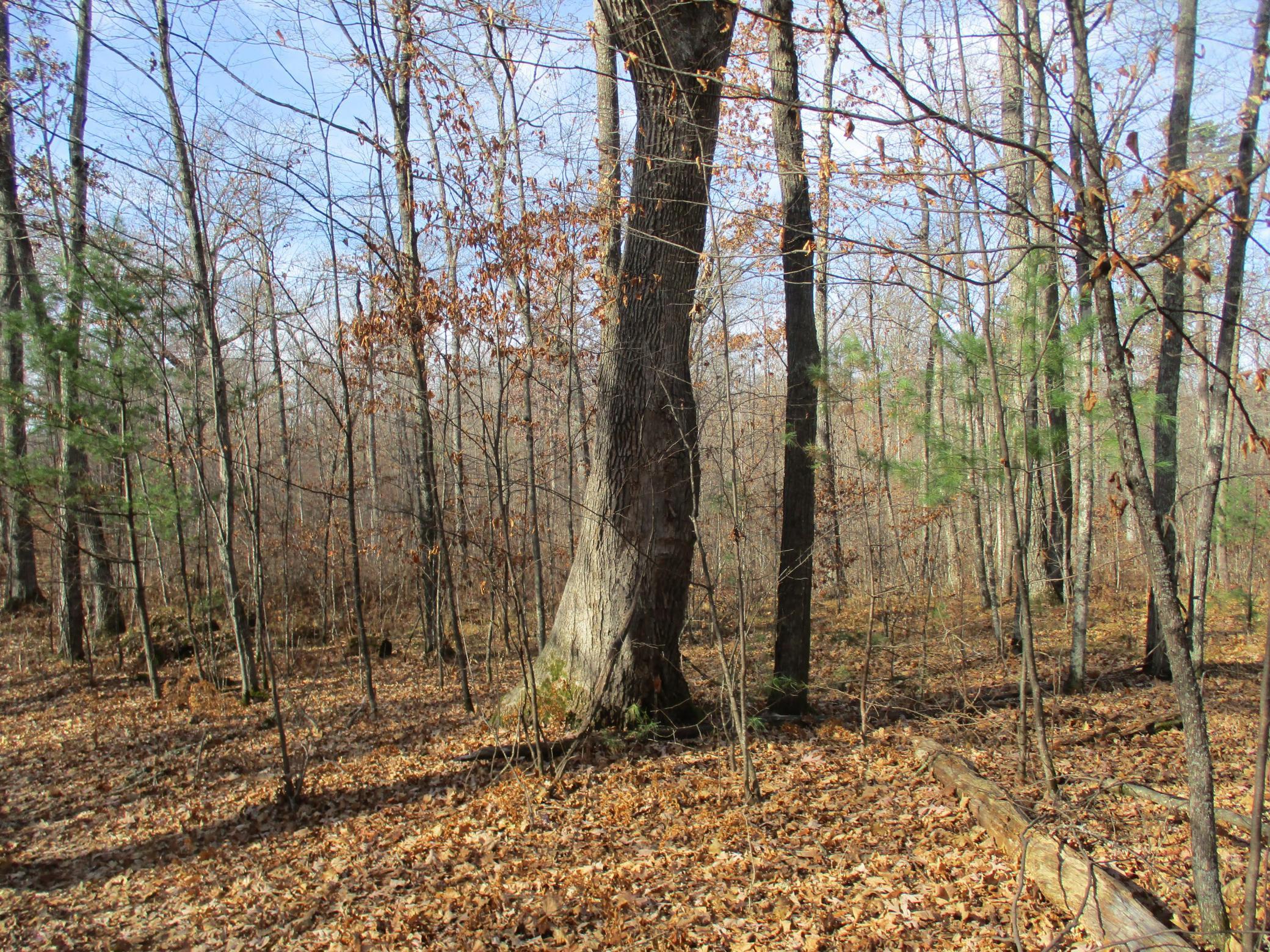 0 Say Hi Road Springbrook, WI 54875 - Photo 26 of 27