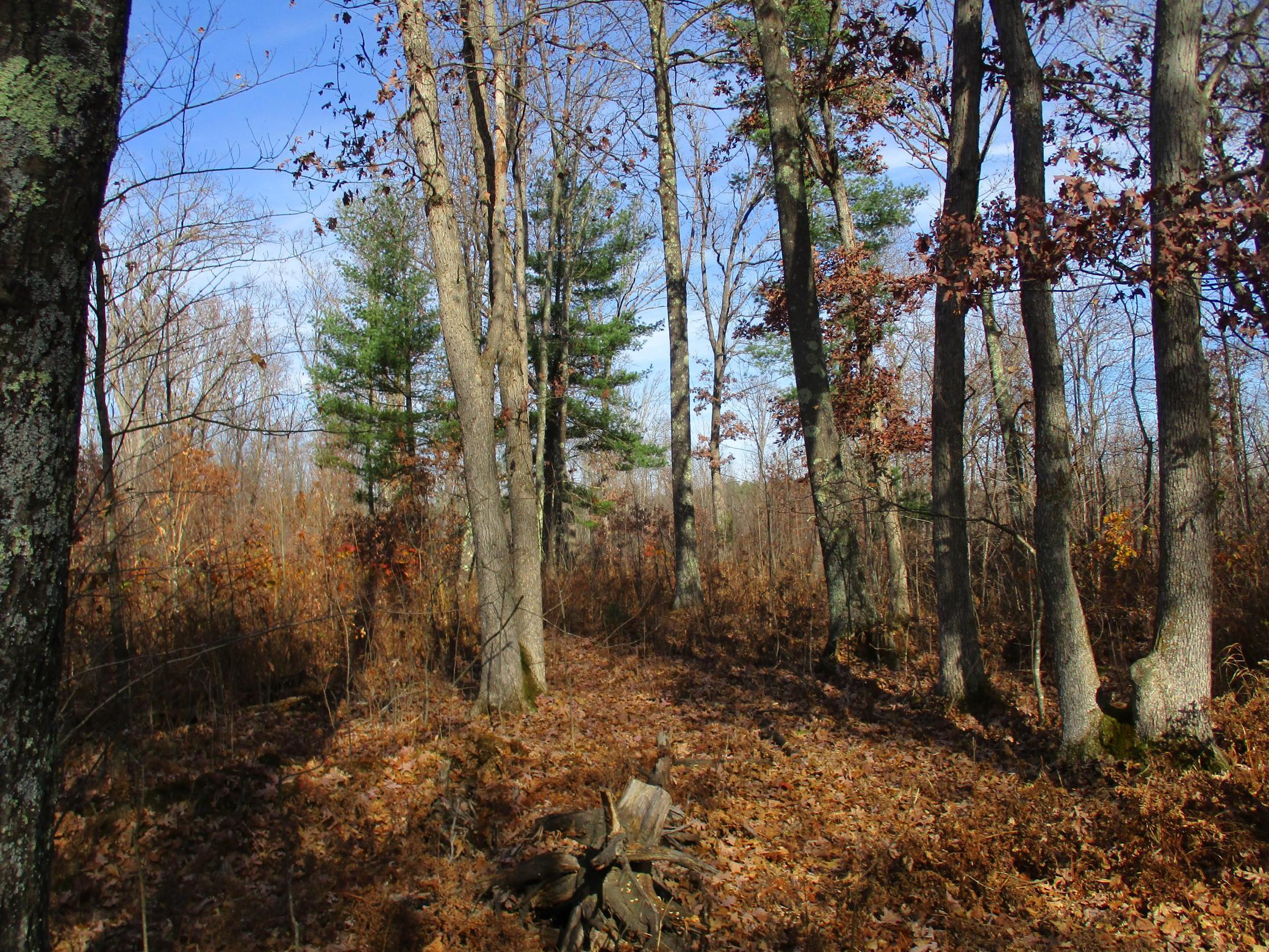 0 Say Hi Road Springbrook, WI 54875 - Photo 7 of 27