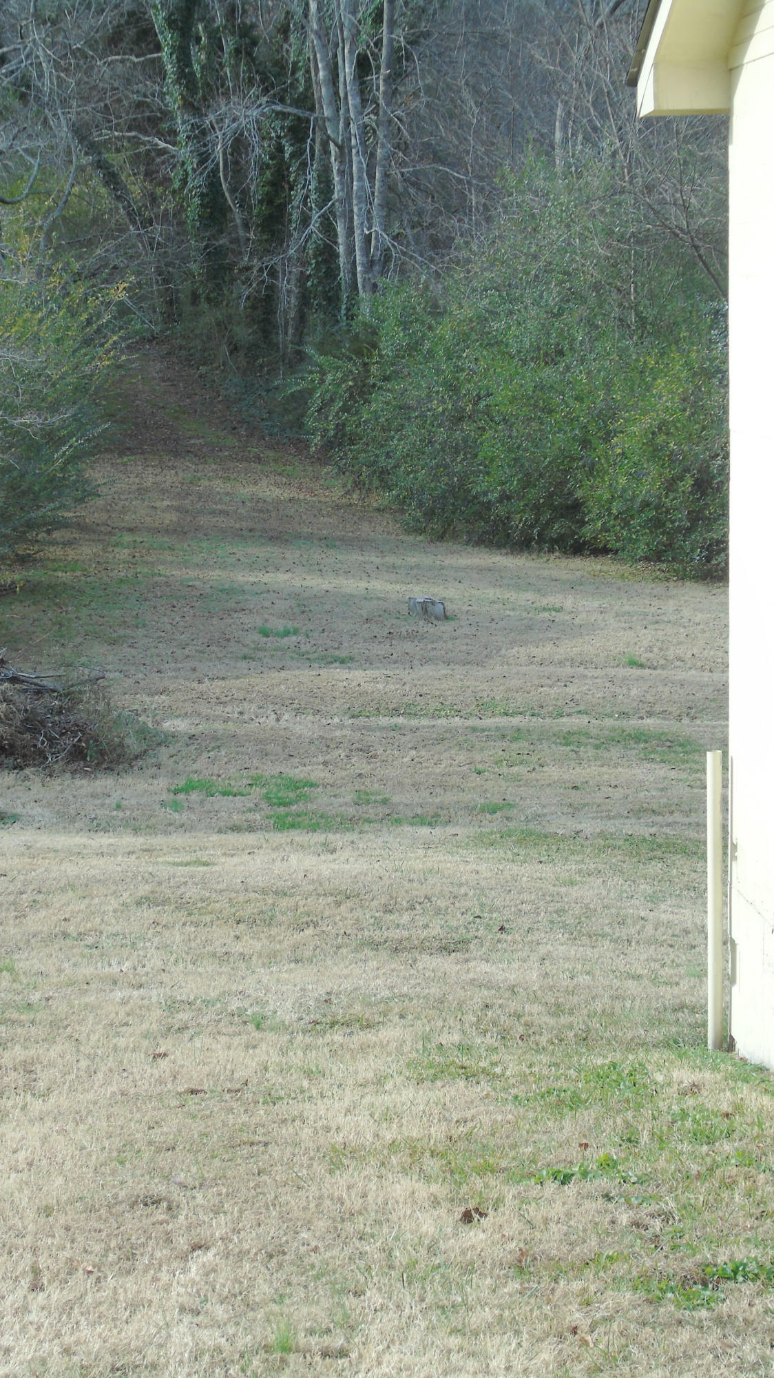95 Cummings Road Ringgold, GA 30736 - Photo 26 of 28 Deep back yard area