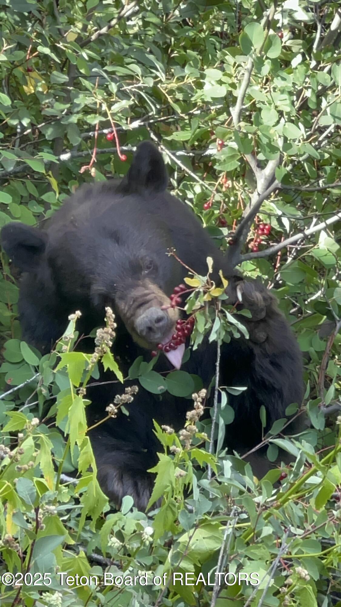 2945 Hunt Lane Wilson, WY 83014 - Photo 40 of 79 Black Bear Berries