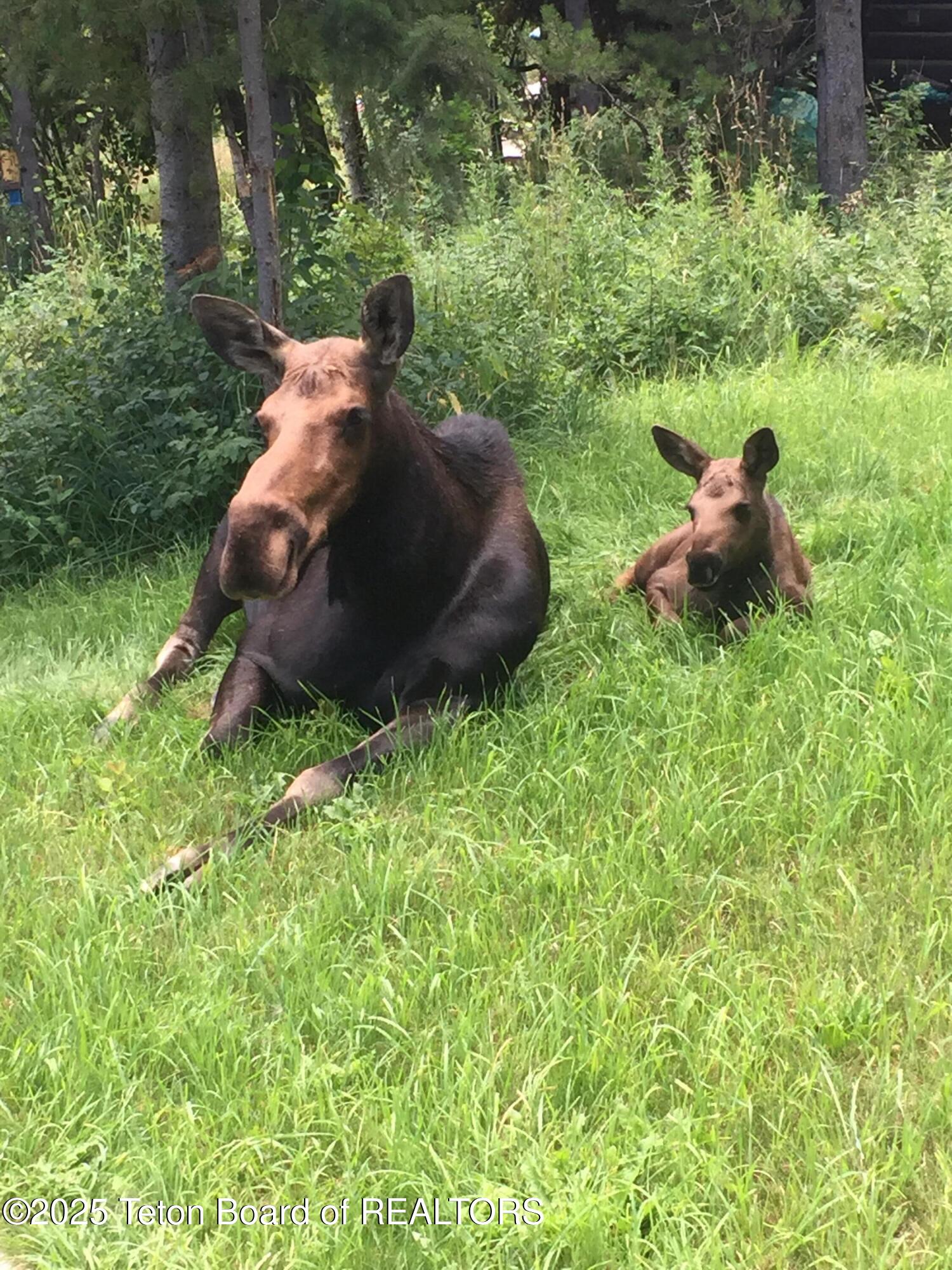 2945 Hunt Lane Wilson, WY 83014 - Photo 65 of 79 Moose Lawn