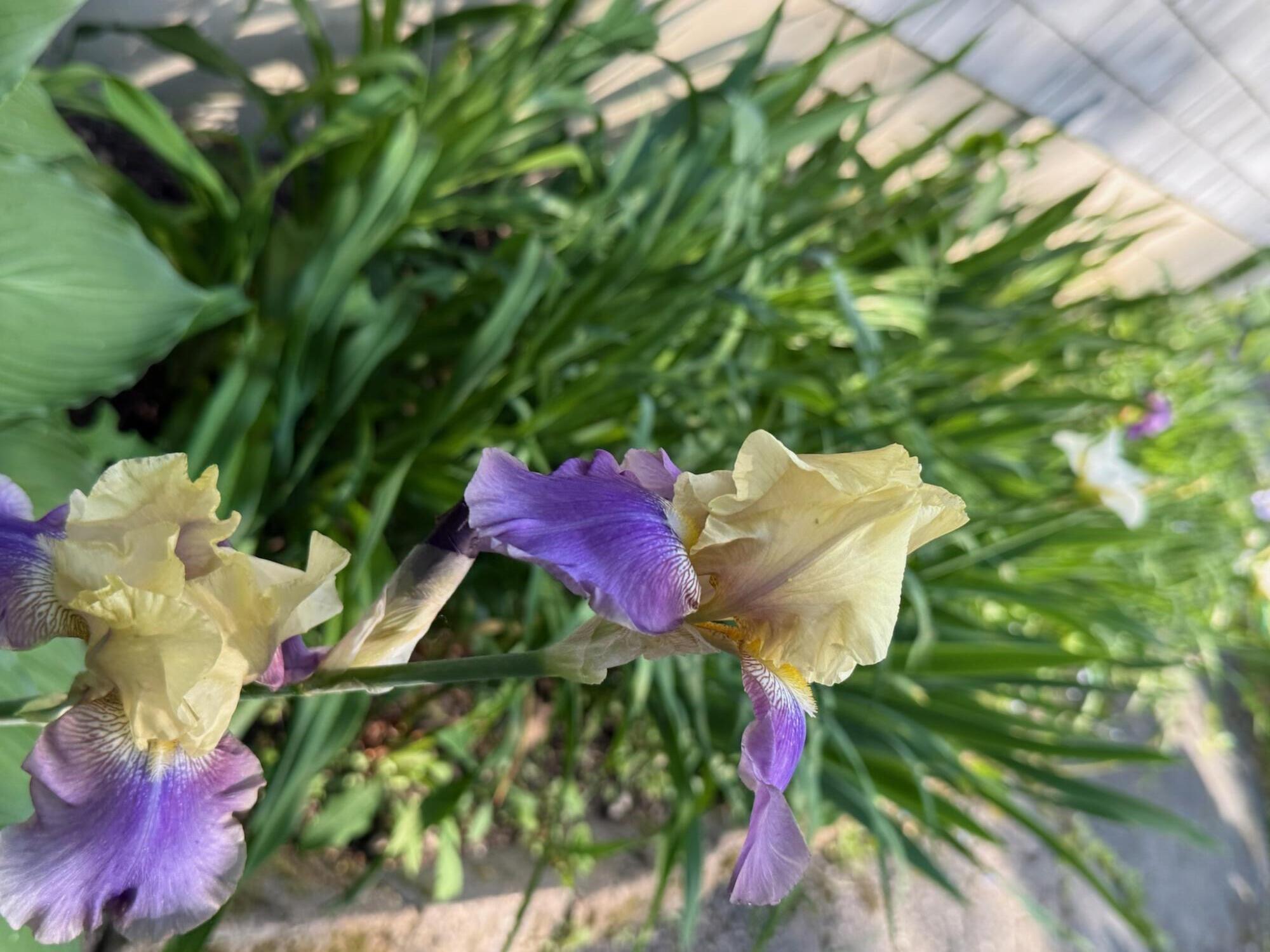 188 Boothbay Road Edgecomb, ME 04556 - Photo 25 of 38 Spring irises
