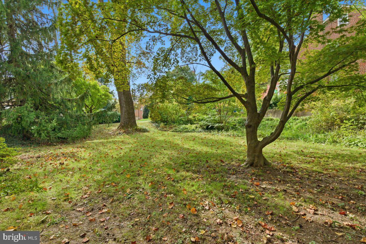 5900 32nd Street Northwest Washington, DC 20015 - Photo 47 of 51 a large tree in the middle of a yard