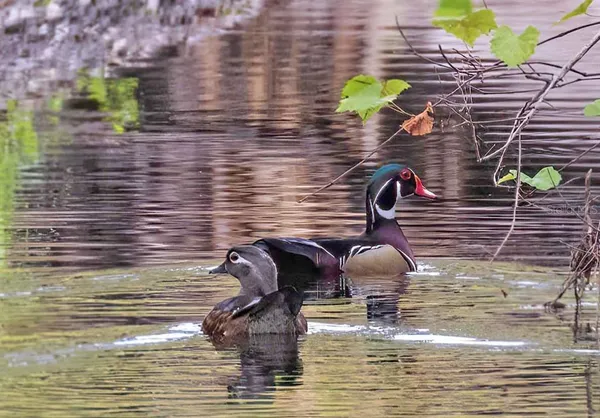 $2,350 | 4456 Streamside Court, Unit 1605, Sarasota, FL 34238