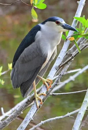 $2,350 | 4456 Streamside Court, Unit 1605, Sarasota, FL 34238