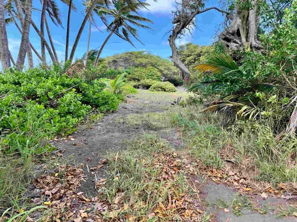 a view of a garden with plants