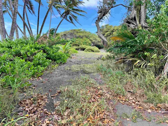 a view of a garden with plants