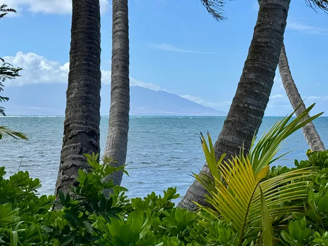 a view of a plant in front of a building