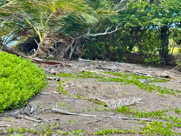 a view of a yard with plants