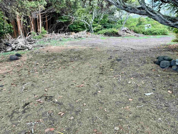 a view of a yard with plants and trees