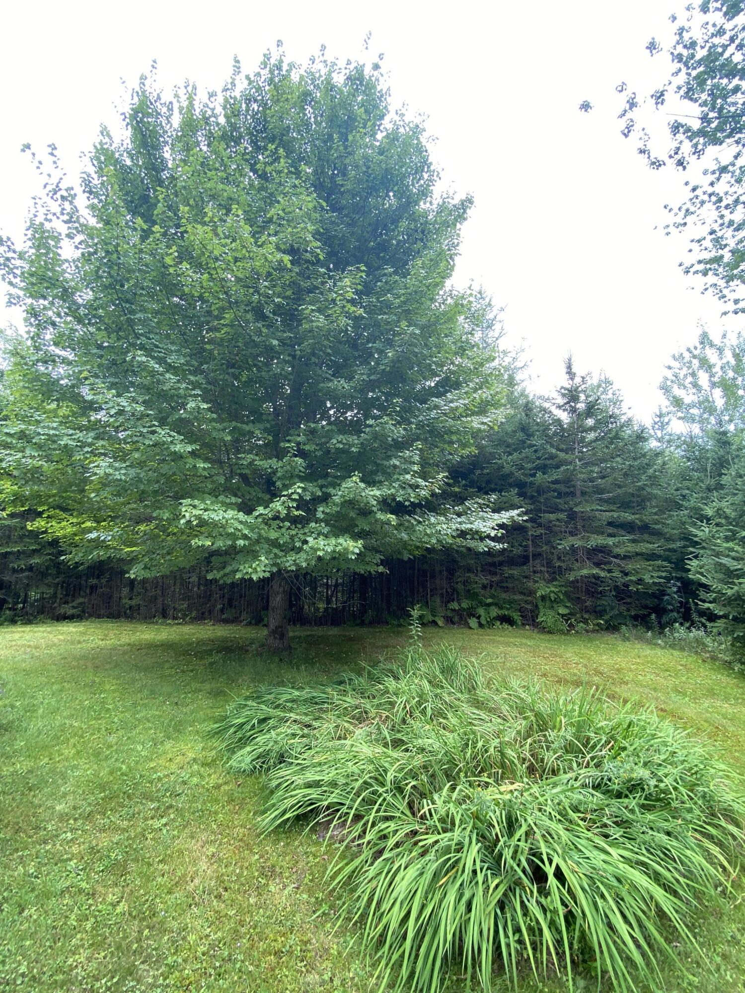 1574 Main Road Islesboro, ME 04848 - Photo 15 of 57 Shade tree