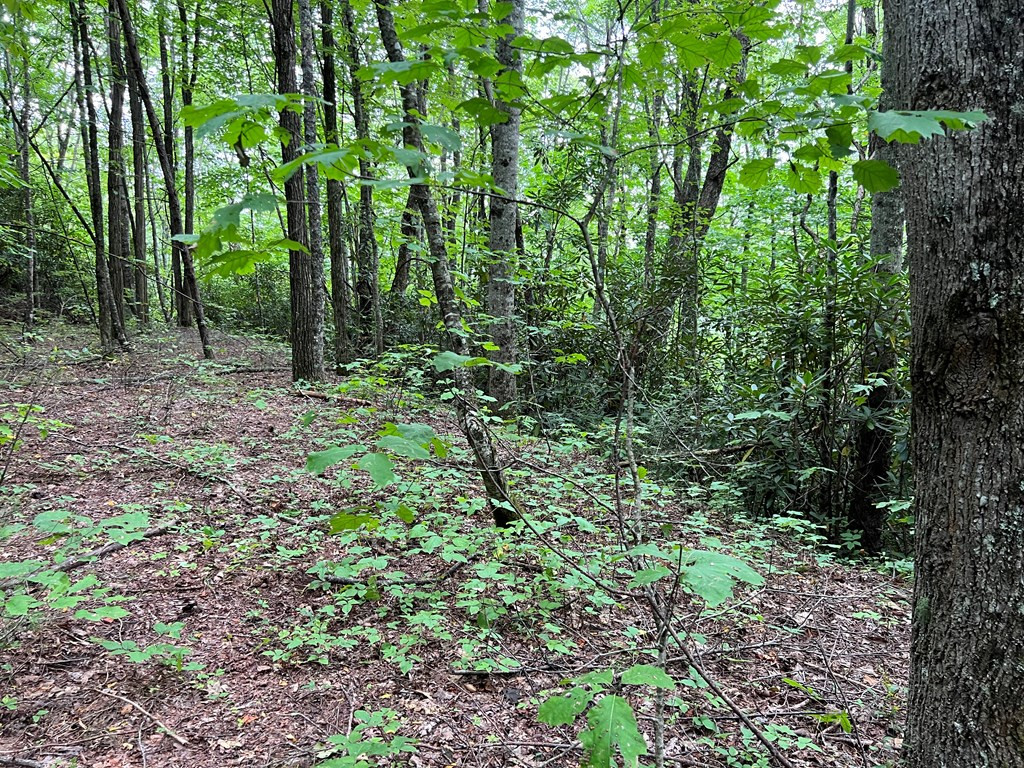 0 Falls Road Andrews, NC 28901 - Photo 12 of 26 Gallery Image 12