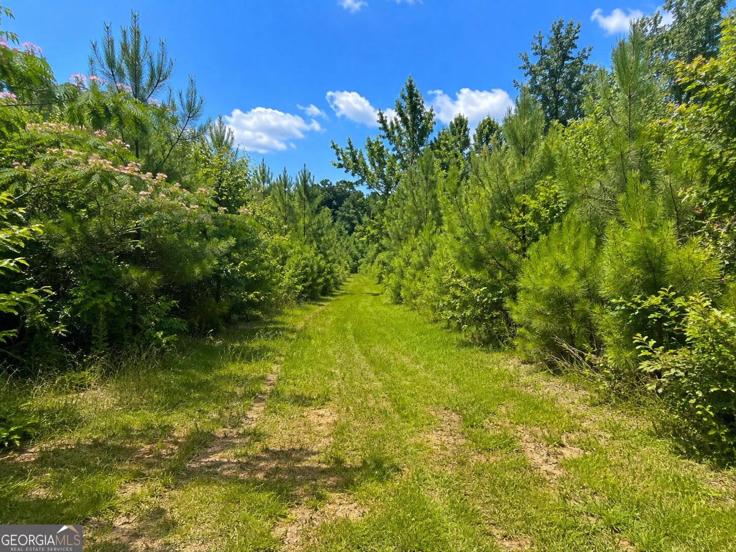47-acres Cochran Road Madison, GA 30650 - Photo 8 of 22 Gallery Image 8