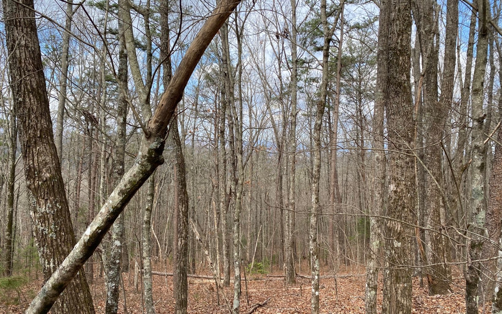 Lot7 Price Road Blue Ridge, GA 30513 - Photo 7 of 7 Additional View