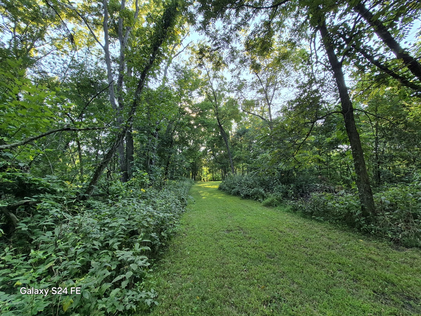 8816 Scott School Road Morris, IL 60450 - Photo 36 of 43 a view of a lush green forest