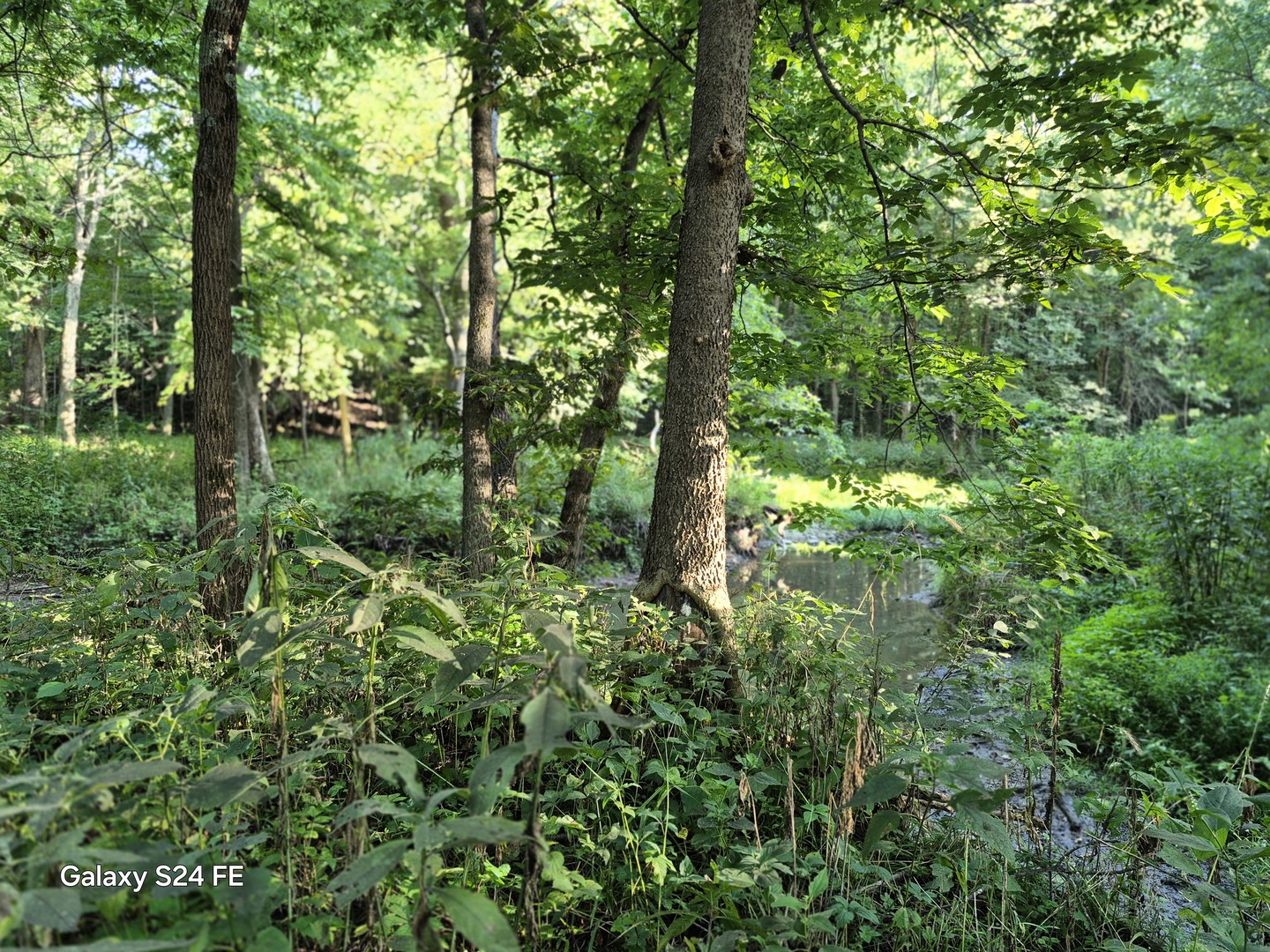 8816 Scott School Road Morris, IL 60450 - Photo 39 of 43 a view of a lush green forest