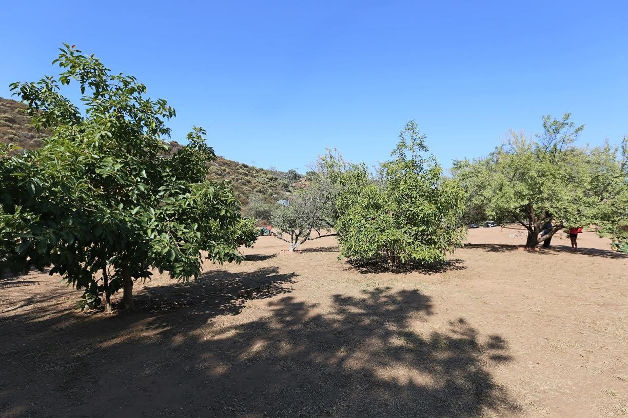 20931 Old Japatul Road Alpine, CA 91901 - Photo 21 of 25 Groves with Almond, Avocado and citrus trees.