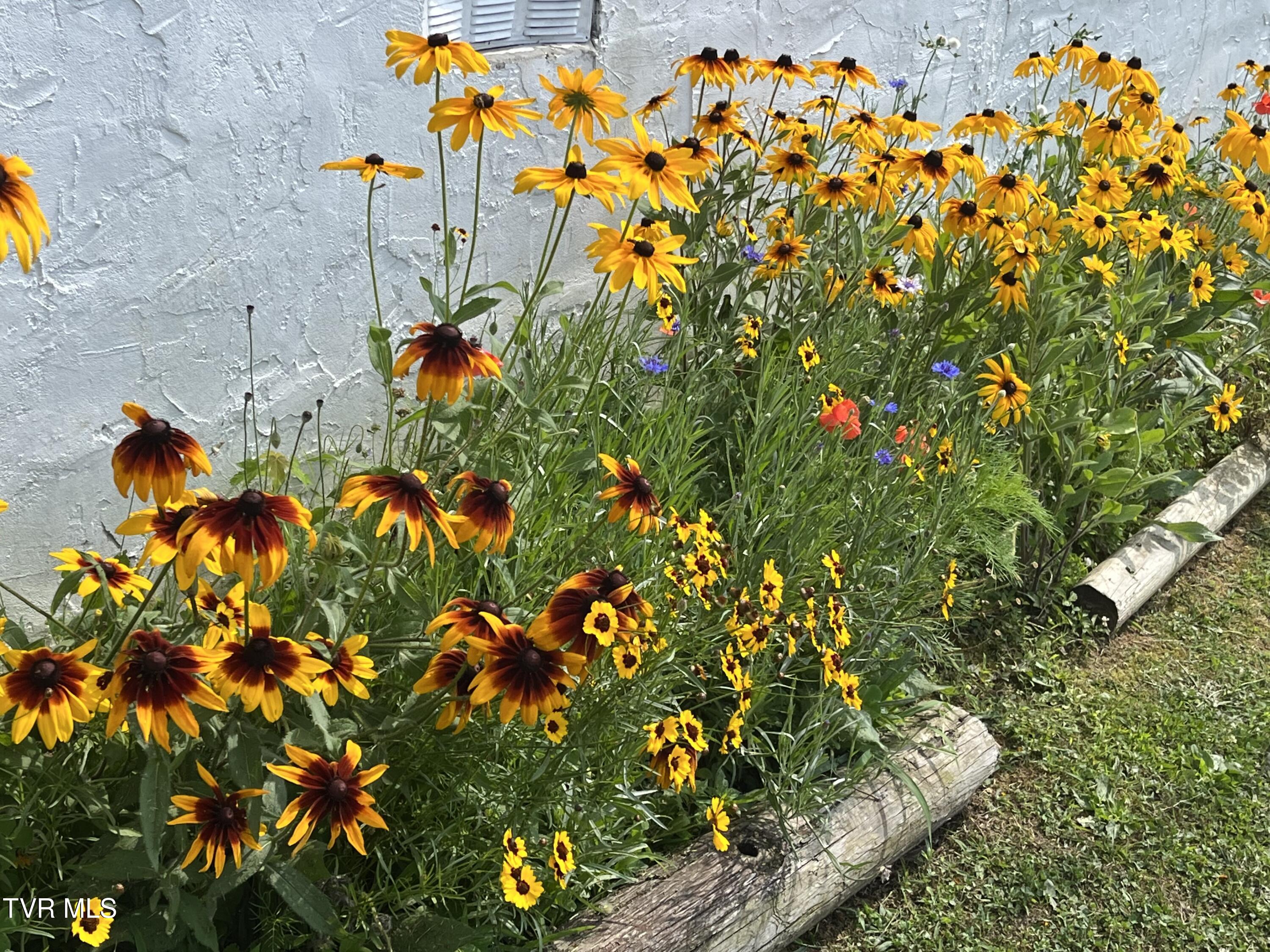 225 Shaw Road Chuckey, TN 37641 - Photo 33 of 47 IMG_0562