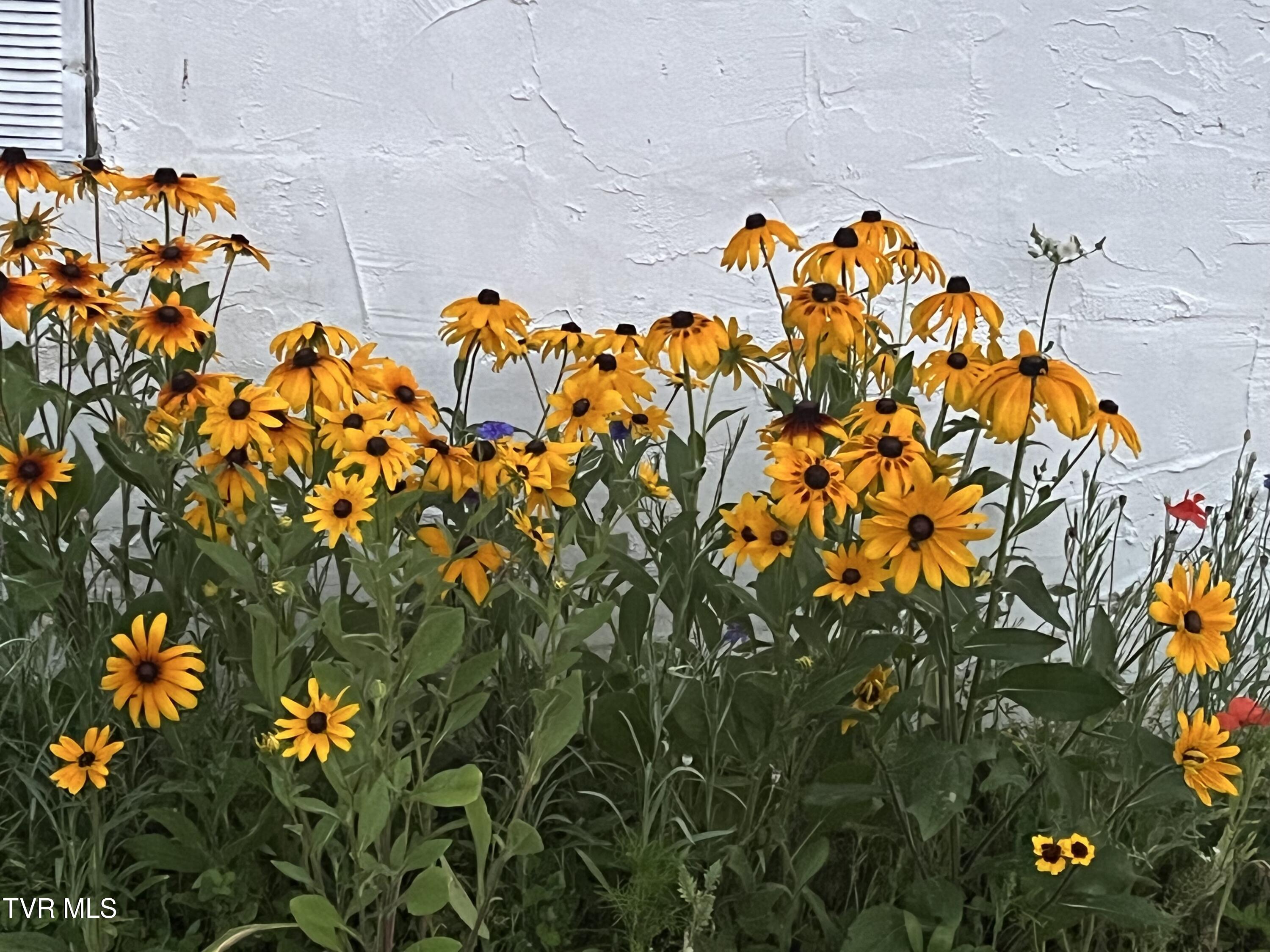 225 Shaw Road Chuckey, TN 37641 - Photo 34 of 47 IMG_0576