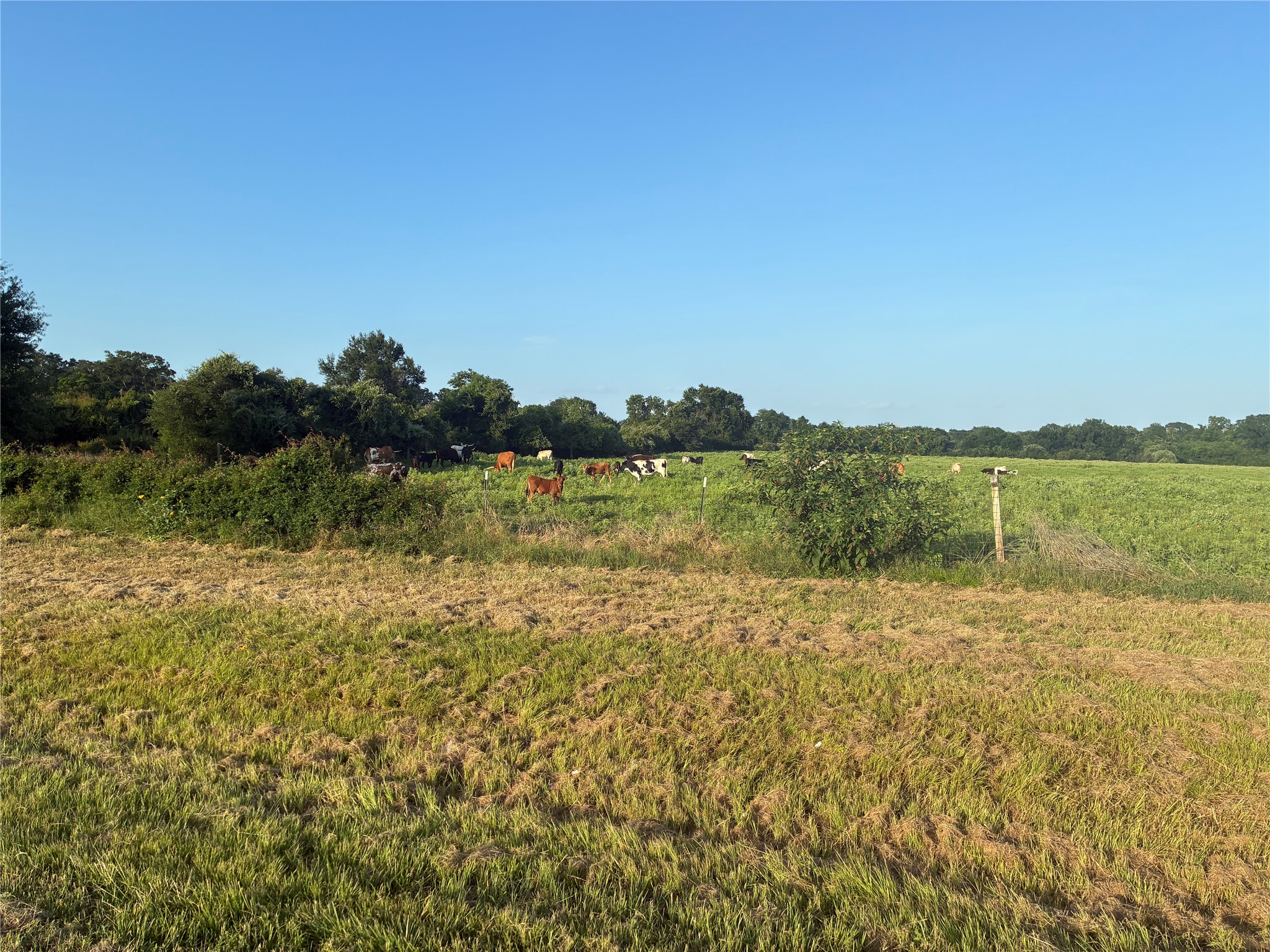1523 22nd Street Hempstead, TX 77445 - Photo 25 of 26 Scenic pasture views across from the home provide a peaceful country setting and open green space.