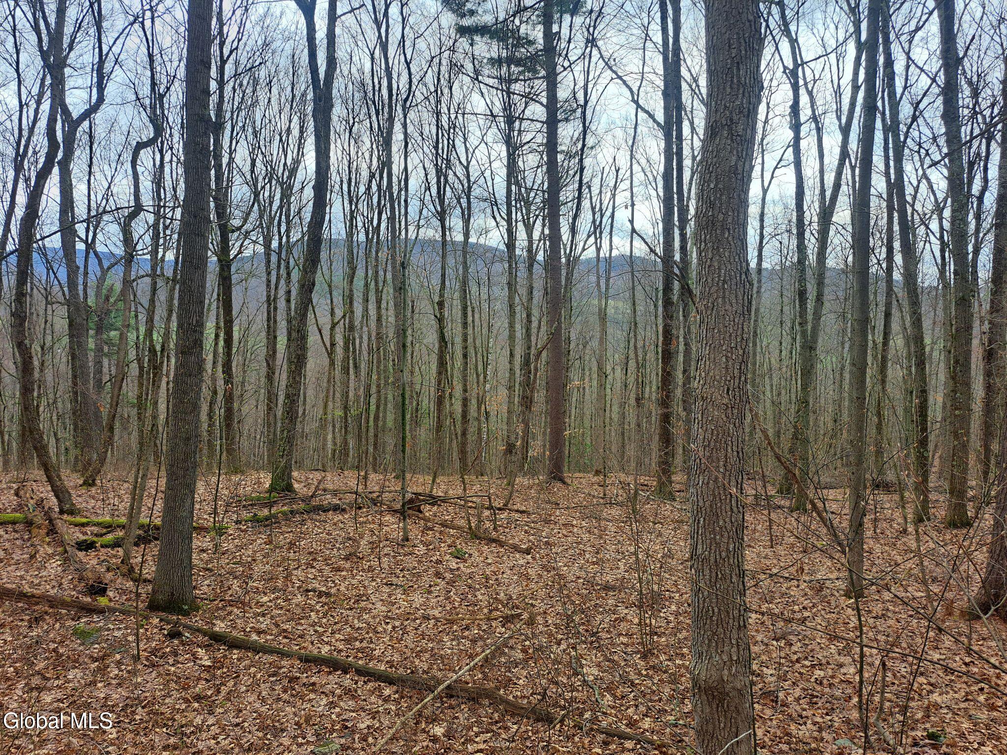 277 Breese Hollow Road Hoosick, NY 12089 - Photo 44 of 52 44 Mixed Hardwood Forest