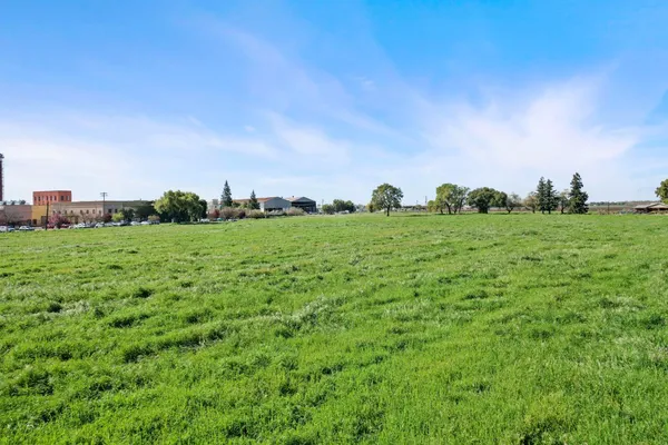 a view of a big yard with plants and large trees
