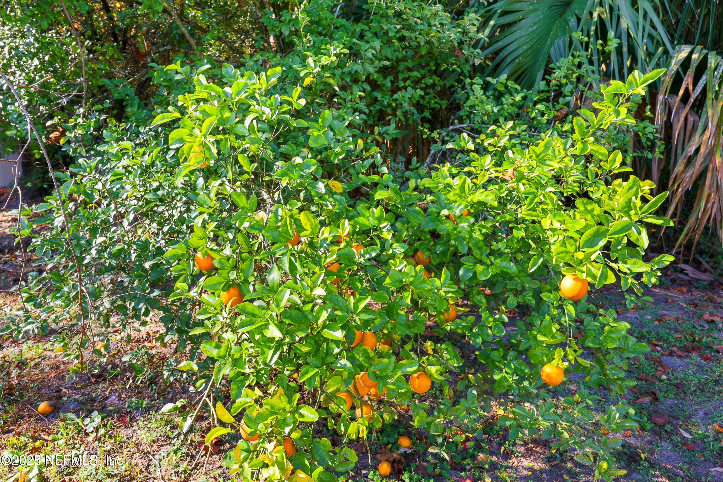 1626 Sandy Hollow Loop Middleburg, FL 32068 - Photo 34 of 40 a view of flowers in bunch