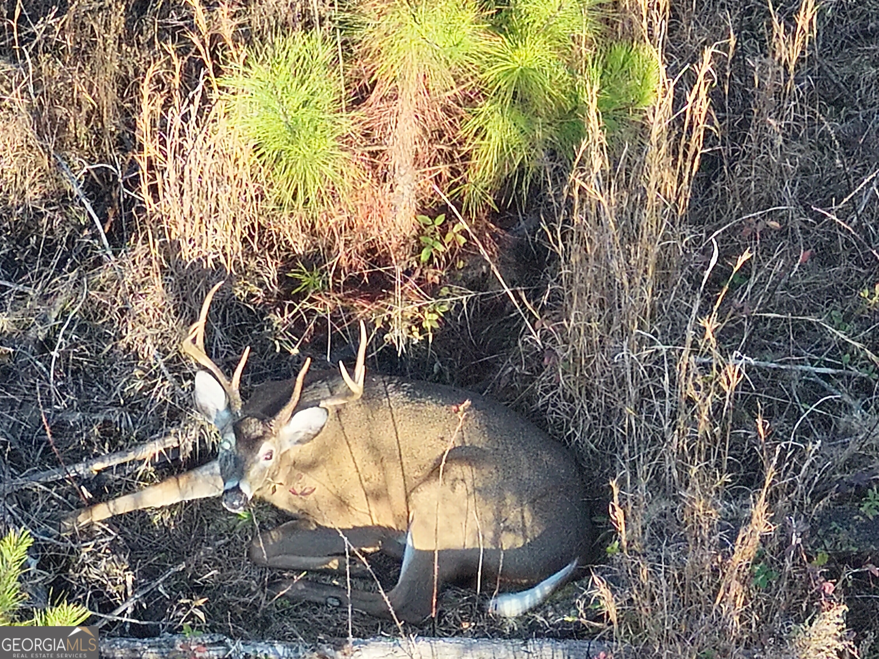 8365 Mt Carmel Road Senoia, GA 30276 - Photo 9 of 15 a view of swimming pool