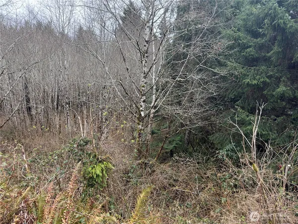 a view of a yard