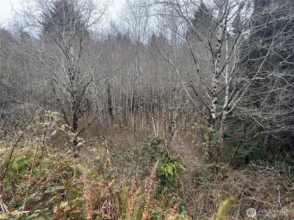 a view of a yard