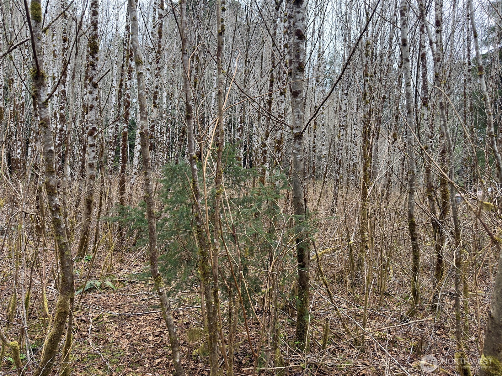 31 Ocean Beach Road Copalis Crossing, WA 98536 - Photo 23 of 30