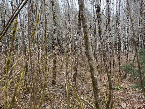 a view of a yard