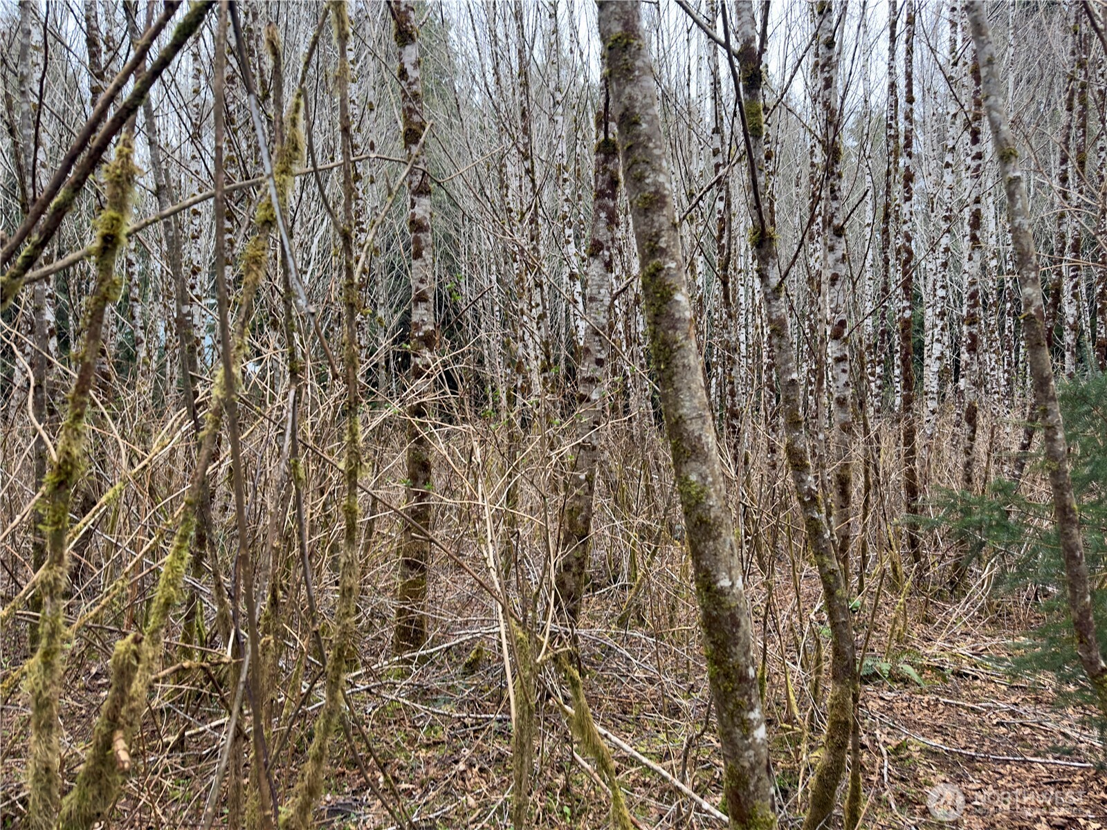 31 Ocean Beach Road Copalis Crossing, WA 98536 - Photo 25 of 30
