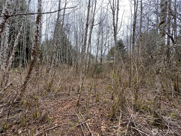 a view of a yard