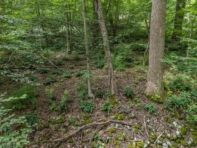 a view of a forest with trees and bushes