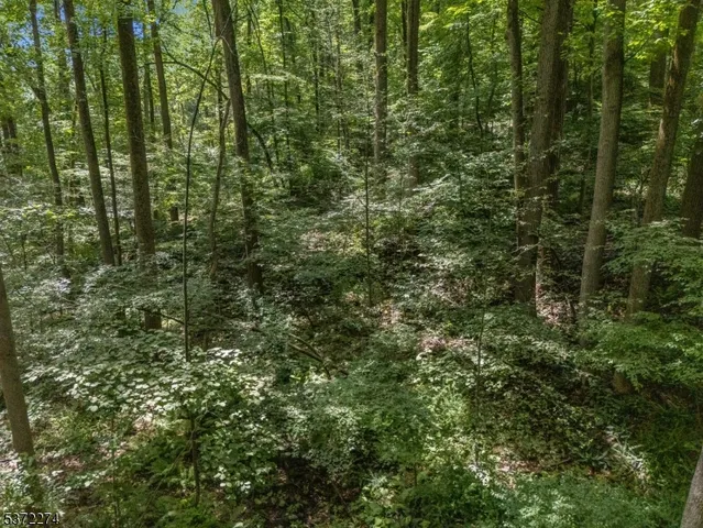 a view of a forest with a tree
