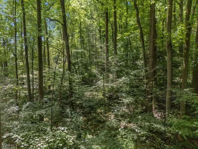 a view of a forest with trees